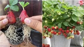 New idea ! Growing Strawberries With Aloe Vera