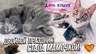 Стала мамочкой! В приюте ДВОЙНОЙ ПРАЗДНИК! | Лола