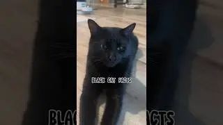 6 Fun Black Cat Facts you didn’t know about #shorts #short #cat