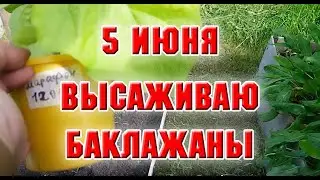 5 июня.  Как я высаживаю баклажаны