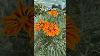 SPECTACULAR Blooms of Gazania rigens | TOUGH Drought-Tolerant Flowering Plant!