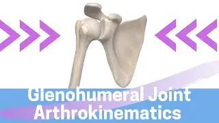 Shoulder Kinesiology: Glenohumeral Joint Movement