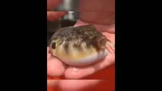 Puffer fish । #shorts