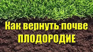 КАК ВЕРНУТЬ ПОЧВЕ ПЛОДОРОДИЕ. Простые и полезные советы.