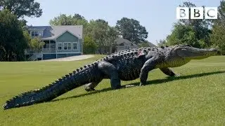 The Alligators taking over America's golf courses - BBC