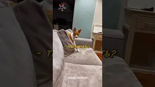 Литвин СОБАКА СОШЛА С УМА🤣🔥 
