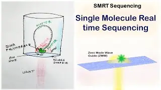 SMRT | Single Molecule Real Time sequencing