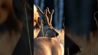 Крупный самец косули на лёжке A large male roe deer is resting #wildlife #nature#shorts