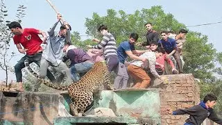 Man stuns an attacking leopard with a single hit to its head to save his fellow farmers!!!