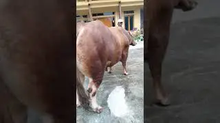 sapi sii montok