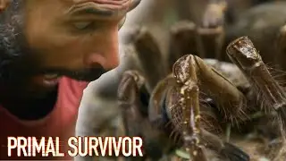 Attacked By Goliath Bird-Eating TARANTULA | Primal Survivor