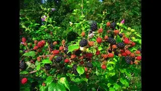 How to Plant Blackberry Bushes