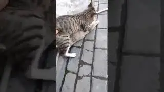 Manusia Nekat Berani Gangguin Kucing Yang Lagi EnaEna.. Malah Begini Akibatnya..