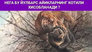 Йирткич Хайвонлар Дахшатли Амур Йулбарслари 