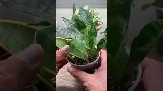 Snake Plant Leaf Propagation Update