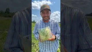 Square watermelon #watermelon #minecraft #gardeningtips