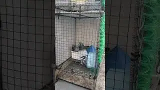 COURTING #pigeon #entertainment #pigeonfancier #shortvideo #pigeonsport