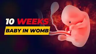 10th Week Pregnancy Update: Your Baby's Fully Developed Organs & Growing Fast | Symptoms & Tips