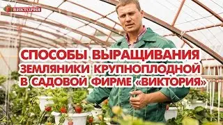 Способы выращивания земляники крупноплодной в Садовой фирме Виктория