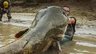 Monster Italian Catfish caught on camera - HD by Yuri Grisendi