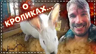 About rabbits. \\ Mating and planting rabbits. \\ Well, where without Zhora?
