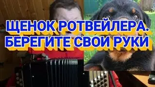 ЩЕНОК РОТВЕЙЛЕРА-БЕРЕГИТЕ СВОИ РУКИ. Дрессировка и воспитание собаки