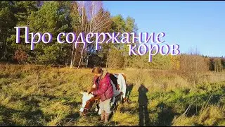 Еще раз про содержание коров // Жизнь на хуторе