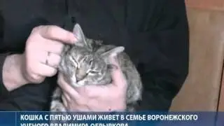 Кошка с пятью ушами