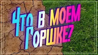 Измеряю PH земли в своих горшках. Тест-полоски для определения кислотности почвы.