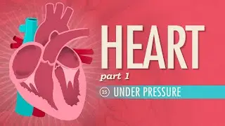 The Heart, Part 1 - Under Pressure: Crash Course Anatomy & Physiology #25