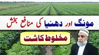 Intercrop of Mung and Coriander || Crop Reformer