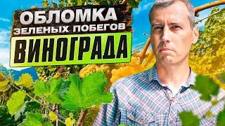 Обломка зеленых побегов винограда. Основные ЗЕЛЕНЫЕ ОПЕРАЦИИ на винограднике.