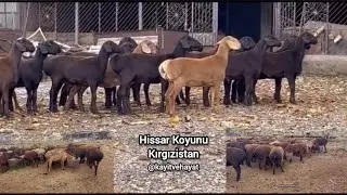 Hissar Koyunu Irkı - Et Verimi Yüksek Orta Asya Koyunları #viral #viralvideo #küçükbaş #goat #farm