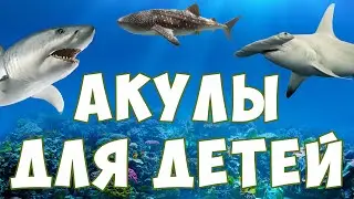 Акулы для детей | морские животные | учим рыб | развивающее видео