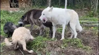Злая ВОЛЧИЦА оказалась заботливой мамой😱 ни дня на отдых, работать и ещё раз работать.