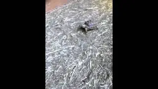 MORE TURTLES..