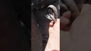 Finding Two Snakes Under A Single Rock!