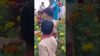 ചെണ്ടുമല്ലി വിളവെടുപ്പ് #marigold #marigoldflowers #marigoldgarden