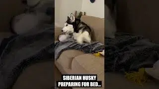 When A Husky Goes To Bed...