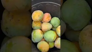 Late-season Mangos off my tree