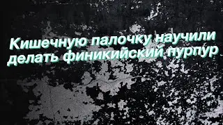 Кишечную палочку научили делать финикийский пурпур