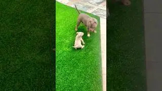 Cute Puppy Playing with Mom #shorts #animals #funny