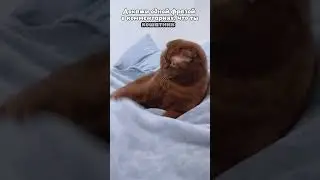 Кошатник ? #питомцы #cat