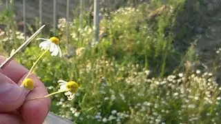 Picking Wild Chamomile To Make Chamomile Tea