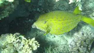 Кузовок-кубик, Ostracion cubicus, Yellow boxfish