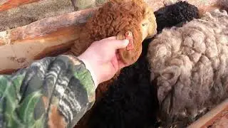 Эдильбаевская порода овец.