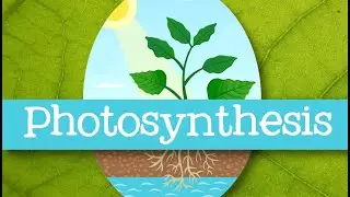 Photosynthesis for Kids - Introduction to Photosynthesis for Children: FreeSchool