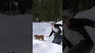 Катание Патриархат #зима #snow #dogtraining #деревня #матранг