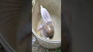 У НАС НОВЫЙ ЖИТЕЛЬ👀.  СОСЕДИ ПОДАРИЛИ КРОЛИКА🐰 #житьназемле