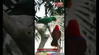 parrots lovers /cutes parrots/beautiful parrot